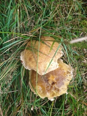 Suillus grevillei