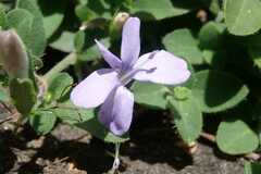 Barleria obtusa