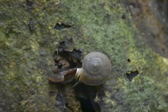 Quantula