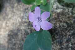 Barleria obtusa