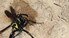 Phimenes flavopictus formosanus