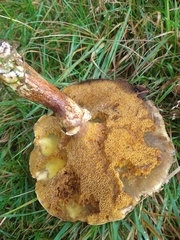 Suillus grevillei