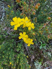 Hibbertia