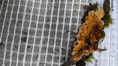 Stereum gausapatum