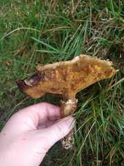 Suillus grevillei