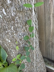 Lonicera sempervirens