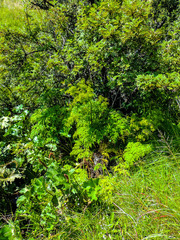 Afroligusticum thodei