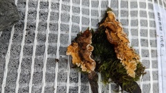 Stereum gausapatum
