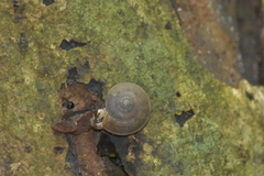 Quantula