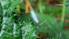Cicadella viridis