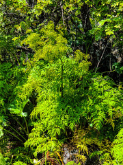 Afroligusticum thodei