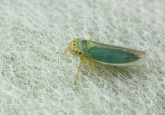 Cicadella viridis