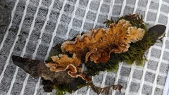 Stereum gausapatum