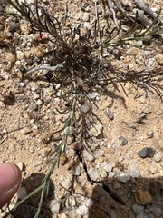 Galatella aragonensis