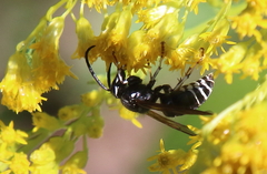 Dolichovespula arctica