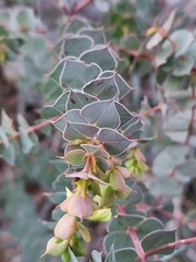 Pultenaea spinosa