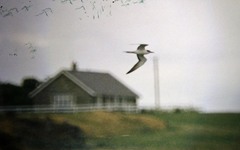 Onychoprion anaethetus