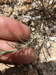 Galatella aragonensis