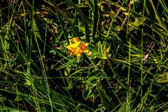 Argyrolobium marginatum