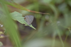 Jamides alecto alocina