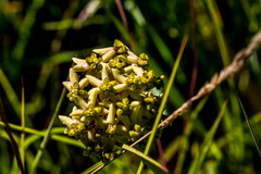 Asclepias vicaria