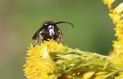 Dolichovespula arctica