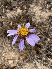 Galatella aragonensis