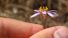 Galatella aragonensis