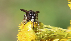 Dolichovespula arctica