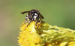 Dolichovespula arctica