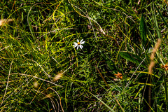 Athrixia angustissima