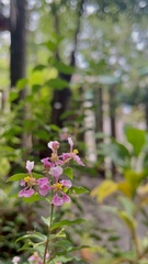 Malpighia glabra