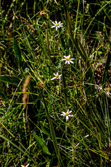 Athrixia angustissima