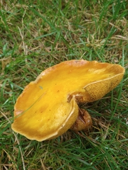 Suillus grevillei