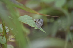 Jamides alecto alocina