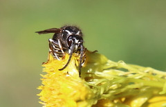 Dolichovespula arctica