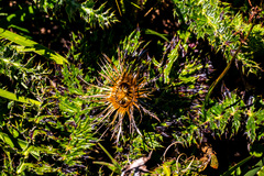 Berkheya multijuga