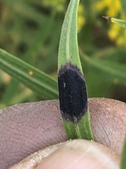 Asteromyia euthamiae