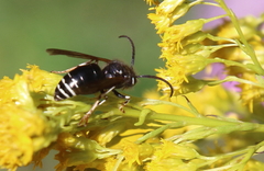 Dolichovespula arctica