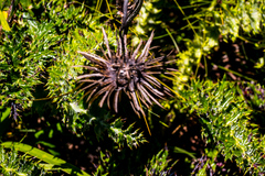 Berkheya multijuga