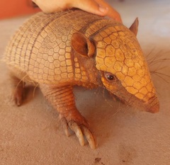 Euphractus sexcinctus