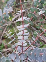 Pultenaea spinosa