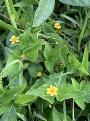 Calyptocarpus vialis