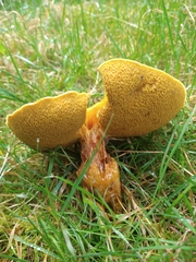 Suillus grevillei