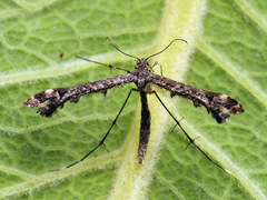 Amblyptilia punctidactyla
