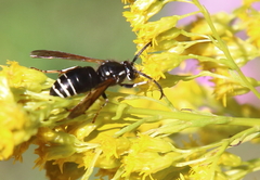 Dolichovespula arctica