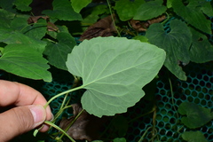 Codonopsis javanica japonica