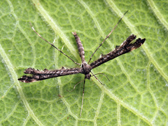 Amblyptilia punctidactyla