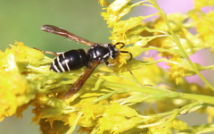 Dolichovespula arctica