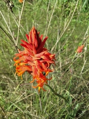 Dichromanthus cinnabarinus
